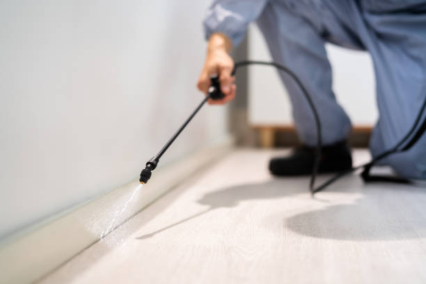 Licensed Rodent Control service in Belfast, ME - Nex Pest Control